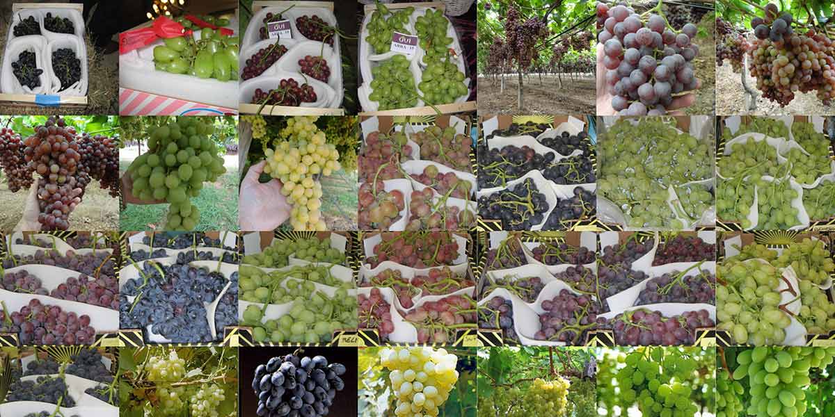 Uva da tavola, a Macfrut focus sull'agricoltura di precisione